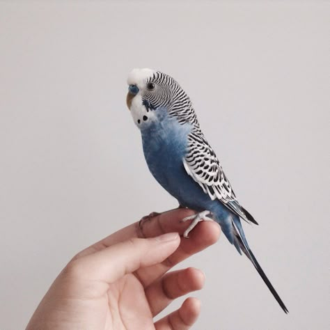 Budgie Aesthetic, Aphrodite Daughter, Budgies Parrot, Budgie Bird, First Pet, Golden Deer, Parakeets, Animals Of The World, Animal Friends