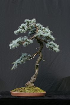 Blue Atlas Cedar Bonsai - Mine is twenty five years old and stands about four feet high a touch bigger than this little specimen Cedar Bonsai, Tree In A Pot, Blue Atlas Cedar, Flowering Bonsai Tree, Cedrus Atlantica, Atlas Cedar, Bonsai Tree Types, Indoor Bonsai Tree, Bonsai Styles