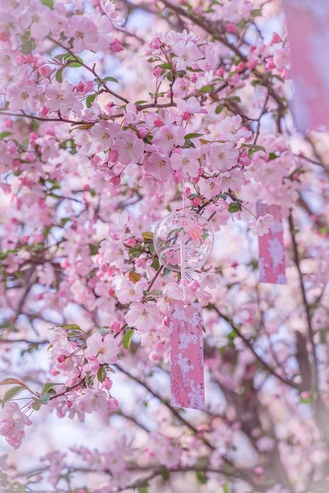 Peach Blossom Tree, Cherry Blossom Pictures, Peach Blossom Flower, Blossom Wallpaper, Cherry Blossom Wallpaper, Cherry Blossom Japan, Beautiful Flowers Photos, Pretty Phone Wallpaper, Sakura Tree