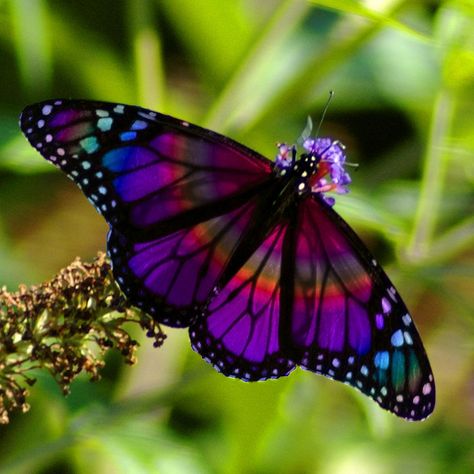 Rainbow Butterfly by PhotoMasterGreg @Tony Gebely Gebely Gebely Gebely Wang. Absolutely the most beautiful butterfly I have ever seen, love, love, love the colors! Butterfly Symbolism, Nyan Cat, Beautiful Bugs, Rainbow Butterfly, Butterfly Pictures, Butterfly Kisses, Butterfly Garden, Butterfly Flowers, Beetles