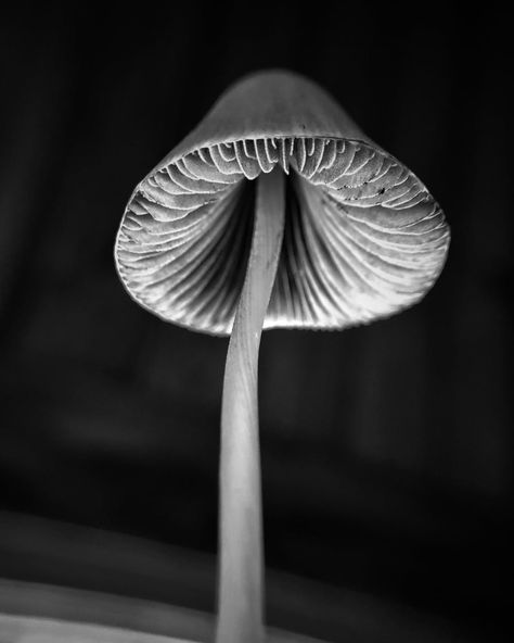 Black And White Photographs Art, Nature Aesthetic Black And White, Black Mushroom Aesthetic, Black And White Aesthetic Pics For Wall, Natural Forms Black And White, Black And White Plant Photography, Mushroom Photos Nature, Use Of Value In Photography, Black And White Pictures To Draw