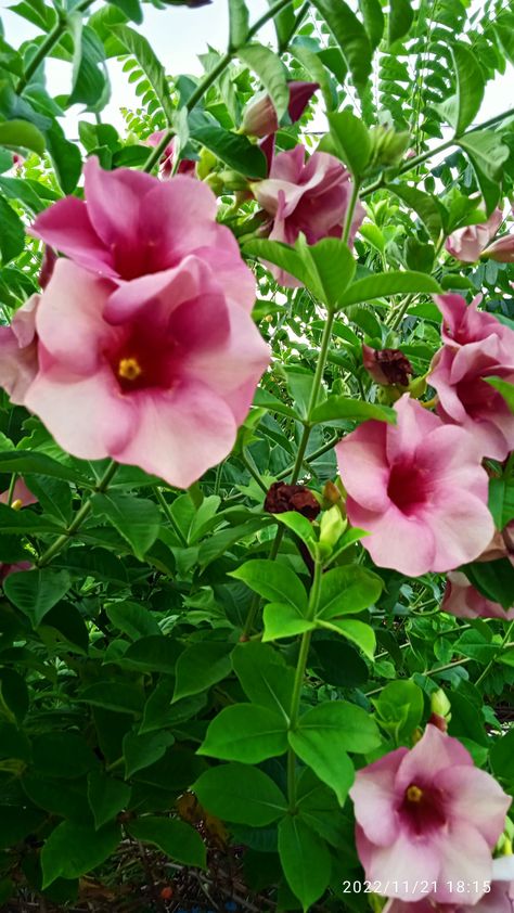 Allamanda blanchetii (Purple Allamanda) Allamanda Flower, House Decals, Flower Farm, Pretty Flowers, Eden, Collage, Purple, Plants, Flowers