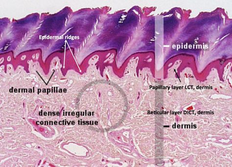 Thick Skin - Histology Skin Under Microscope, Langerhans Cell, Histology Slides, Under Microscope, Basement Membrane, Skin Anatomy, Integumentary System, Medicine Notes, Medical Laboratory Science