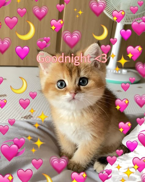 Goodnight cat pin Goodnight Cat Cute, Goodnight Cute Meme, Goodnight Cat Images, Cat Saying Goodnight, I Love You Cat Pictures, Goodnight Wholesome, Good Night Cat Images, Goodnight Reaction Pic, Cute Goodnight Images