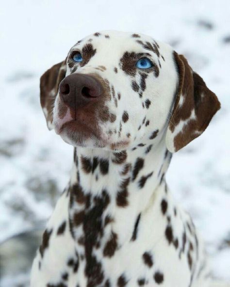 Cute Puppy Breeds, Dalmatian Puppy, Dalmatian Dog, Dalmatian Dogs, Pretty Dogs, Puppy Breeds, Cute Animal Photos, Cute Animal Pictures, Cute Little Animals