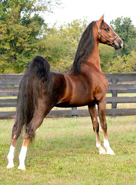 World Champion Sire...Undulata's Nutcracker...American Saddlebred American Saddlebred Horses Pictures, Belgian Horses, Saddlebred Horses, Tennessee Walker, American Saddlebred Horses, American Saddlebred, Walking Horse, Most Beautiful Horses, Most Beautiful Animals