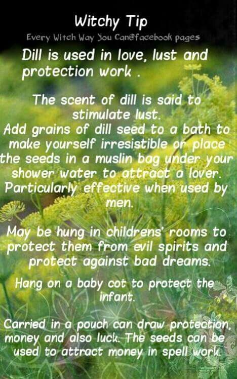 Dill…..Magickal Tips & Hints | Witches Of The Craft® Magical Properties Of Dill, Dill Magical Properties, Magickal Tips, Every Witch Way, Magickal Herbs, Witchy Tips, Witch Herbs, Magic Herbs, Healing Spells