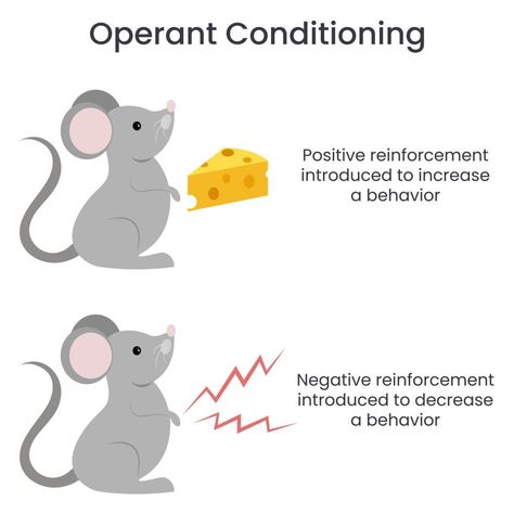 Operant Conditioning: What It Is, How It Works, and Examples 3 Operant Conditioning Psychology, Rat Facts, New Adventure Quotes, Mole Rat, Illustration Infographic, Operant Conditioning, Behavioral Psychology, Maslow's Hierarchy Of Needs