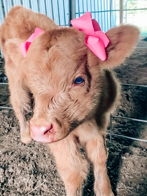 Fluffy Cows, Highland Cows, Baby Cow, Baby Cows, Cute Cows, Cute Animal Photos, Animal Photos, Little Animals