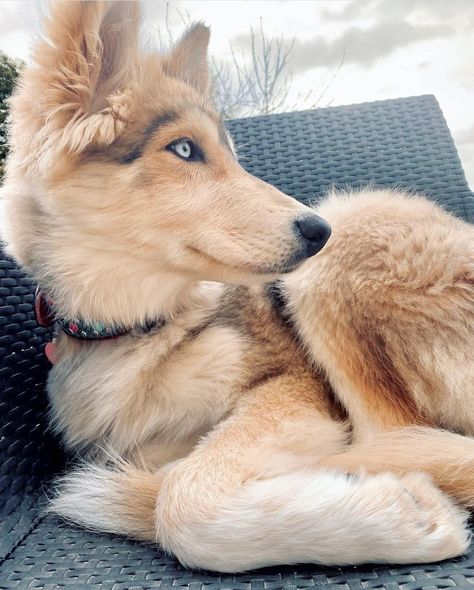 Shepsky Puppy, Majestic Dog, Unique Dogs, Rare Dogs, Cute Animals Puppies, Really Cute Dogs, Pretty Dogs, About Animals, Pretty Animals