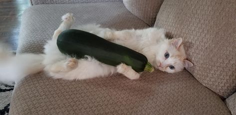 Big Zucchini from my garden (Link for scale) Big Zucchini, My Garden, Zucchini, Animals, Courgettes