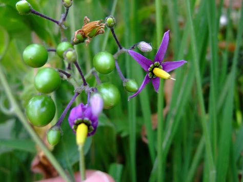 Nightshade Flower, Magickal Herbs, Herbal Magic, Nature Plants, Candle Spells, Protecting Your Home, Edible Plants, 8th Of March, Planting Herbs