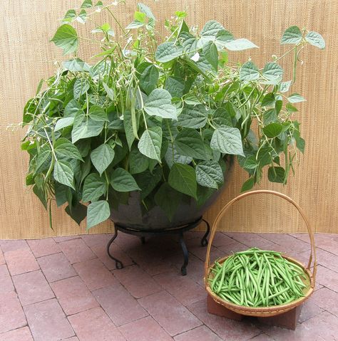 Container Bush Beans French"Mascotte" The first true container green bean, perfect for pots and small gardens. Fast- growing, compact plants are disease-resistant and heavy yielding with bean pods borne at the tops of the plants. Delicious Green Beans, Growing Green Beans, Snap Beans, Bean Varieties, Bean Plant, Bush Beans, Growing Greens, Patio Pots, Container Gardening Vegetables