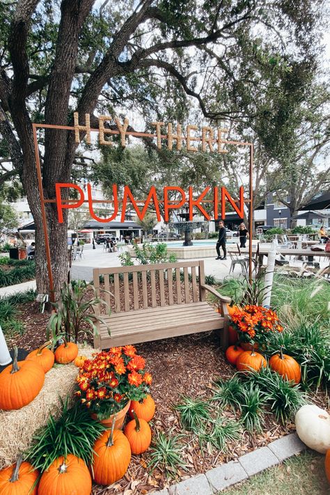 How To Make A Pumpkin Patch, U Pick Pumpkin Patch, Pumpkin Patch Set Up Ideas, Pumpkin Farm Ideas, Pumpkin Patch Display Ideas, Pumpkin Patch Photo Op Ideas, Pumpkin Patch Business Ideas, Pumpkin Patch Attractions, Diy Pumpkin Patch Decoration