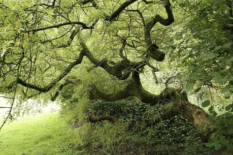 European ash tree Pendula Tree, Norway Forest, Weeping Trees, Herb Life, Picea Abies, Italian Cypress, Cupressus Sempervirens, Norway Nature, Magnolia Grandiflora