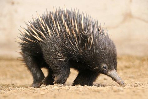 Echidna Puggle, Amazing Animal Pictures, Baby Koala, Platypus, Australian Animals, Little Critter, Cute Creatures, Animal Pictures, Cute Animals