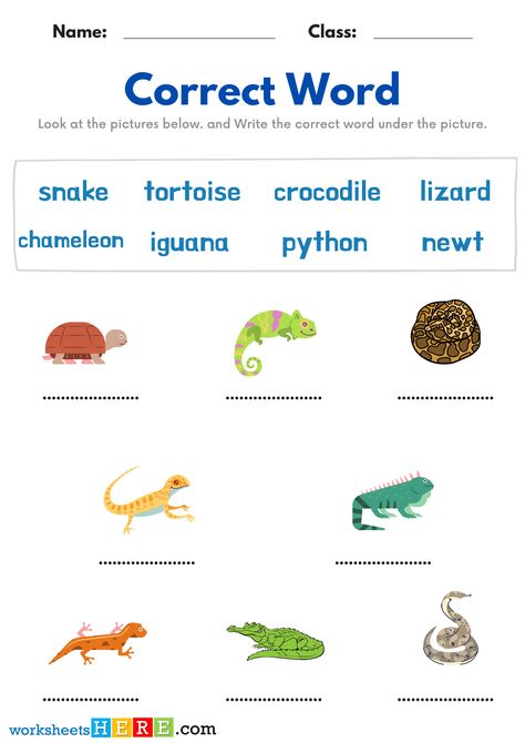 Gaboon Viper, Frilled Lizard, Learning A Language, Horned Lizard, Loggerhead Turtle, Water Turtle, Blue Tongue Skink, Rat Snake, Desert Tortoise