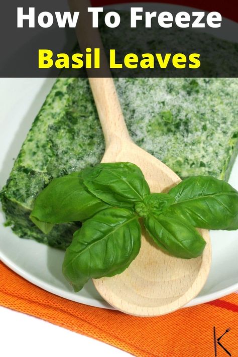 Basil Freezing, Freezing Fresh Basil Leaves, Can You Freeze Fresh Basil, Freeze Basil In Olive Oil, Can You Freeze Basil Leaves, Preserving Basil, Sweet Basil, Basil Leaves, Sweet Smell