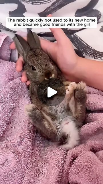 Animal Lovers on Instagram: "This family adopted a bunny but they didn't know... #animallove #animalrescue #animalsofinsta #animallovers❤️ #animalworld #animalplanet #animalovers #animalslover #loveanimal #rescue #rescuesofinstagram #rescueanimal #fyp #bunny #bunnysofinstagram" Funny Baby Animals Videos, Cute Bunny Videos, Animal Videos Cutest, Baby Rabbits Cute, Animal Funny Videos, Cute Funny Animals Videos, Silly Animals Videos, Funny Animal Videos Can't Stop Laughing, Baby Animals Adorable