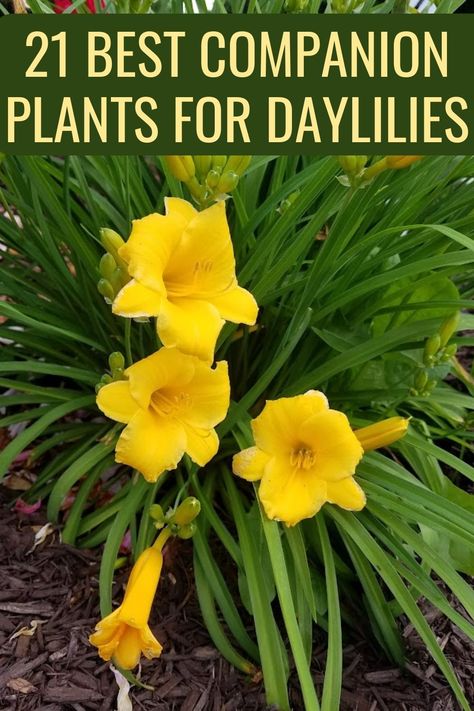 Simple Flowerbed Ideas, Stella Doro Daylily Landscaping, Hostas Garden Ideas, Hosta Gardens Layout, Hosta Garden Ideas, Simple Flower Bed Ideas, Hostas Garden, Lilly Garden, Lilly Plants