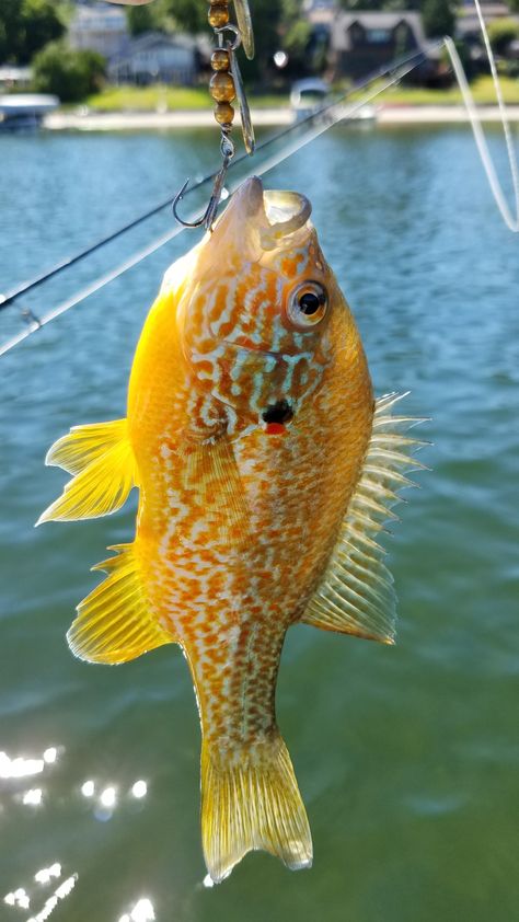 Blue Gill that i caught in Liberty Lake, WA. Blue Gill Tattoo, Blue Gill Fish, Fresh Fish Photography, Fish References, Lake Fish, Fish Mounts, Paint Inspo, Fish Artwork, Fishing Bobber