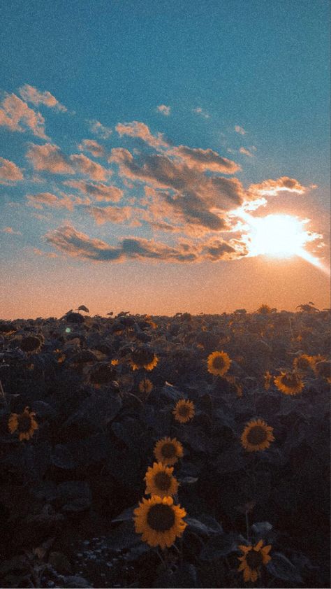 Elliecore Aesthetic, Riley + Core + Aesthetic, Elizabeth + Core + Aesthetic, Sunflower Aesthetic, Sunflower Sunset, Summer Sunflower, Sunflower Photo, Sunflower Wallpaper, Images Esthétiques