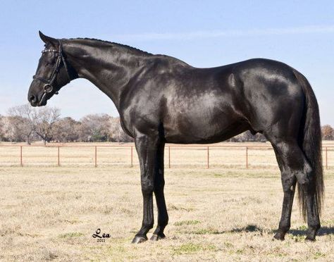 beautiful black horse Thoroughbred Stallion, All Horse Breeds, Horse Markings, Warmblood Horses, Horse Inspiration, Black Horses, Thoroughbred Horse, Horse Trailers, Most Beautiful Animals