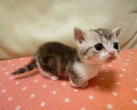 munchkin cats?!! I'm positive that I need one. Gato Munchkin, Cutest Kittens Ever, Munchkin Kitten, Small Kitten, Munchkin Cat, Adorable Kittens, Cat Club, Baby Kittens, Cat Stuff