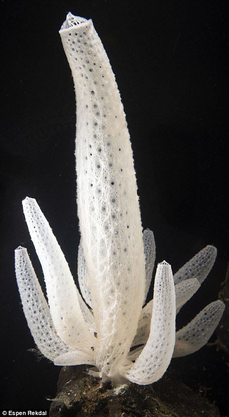 Venus' Flower Basket is a deep-sea sponge which harbours a pair of shrimp. They take sanctuary in its protective walls when young but become imprisoned as they grow into adults Deep Sea Life, Sea Plants, Sea Sponge, Under The Ocean, Deep Sea Creatures, Blue Planet, Beautiful Sea Creatures, Underwater Life, Exotic Fish