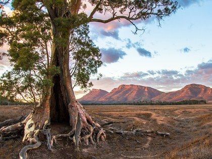 Wilpena Pound, Flinders Ranges, Australia Landscape, Australian Trees, Photos Black And White, Outback Australia, Australian Travel, World Environment Day, Environment Day