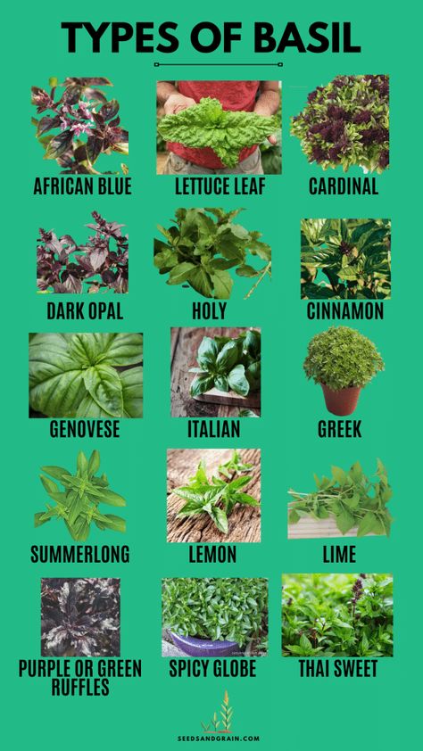 Different Types Of Basil, Types Of Basil Plants, Basil Plants In Pots, Types Of Basil, Cinnamon Basil, American Garden, Basil Plant, Baking Basics, Buy Seeds