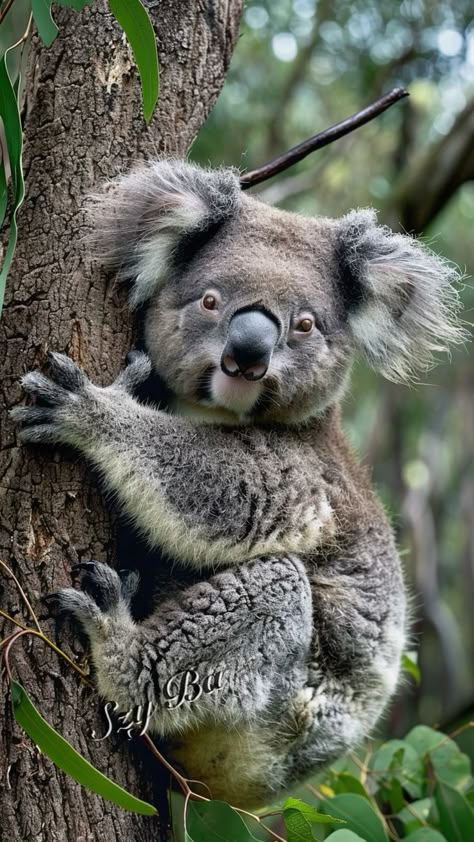 #koala #koalasofinstagram #koalarescue #babykoala #australia #rescue #australiananimals #wildlifecarers#australiankoalafoundation #visitaustralia #koalababy #koalalove #savethekoalas #koalarescuev Wild Animals Pictures, Eucalyptus Tree, Super Cute Animals, Australian Animals, Cute Wild Animals, Tree Leaves, Food Source, Wildlife Animals, Weird Animals