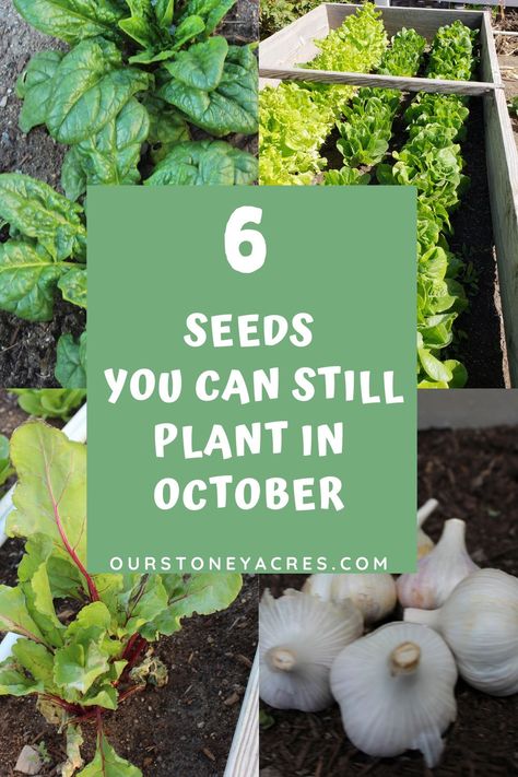 What To Plant In The Winter, Seeds To Plant In October, Veggie Garden Aesthetic, October Planting Guide, What To Plant In October, Backyard Veggie Garden, October Planting, October Homeschool, October Gardening