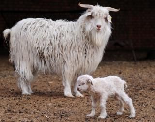 This baby cashmere goat hanging out with its mother gives us a warm, fuzzy feeling.---Image: By Frederick J. Brown AFP/Getty Images----"It's important when buying cashmere to support companies with humane practices. Take good care of the luxuries we all treasure." Julie Thomasson (always in my own words) Types Of Goats, Cashmere Goat, Raising Farm Animals, Natural Farming, Angora Goats, Dairy Goats, Young Animal, Goat Farming, Mothers Day Special