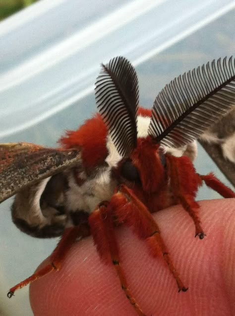 moth Fluffy Moths, Weird Bugs, Poodle Moth, Cecropia Moth, Cute Moth, Cool Insects, Cool Bugs, Moth Art, Beautiful Bugs