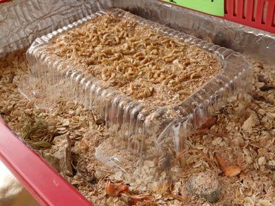 Raising Mealworms, Worm Farm Diy, Meal Worms Raising, Mealworm Farm, Worm Beds, Living Off Grid, Duck Feed, Worm Farming, Homestead Animals