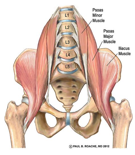 Understand Hip Anatomy Muscles for Yoga | Jason Crandell Yoga Punkty Spustowe, Hip Anatomy, Free Weight Workout, Nervus Vagus, Bolesti Chrbta, Yoga Vinyasa, Yoga Anatomy, Tight Hip Flexors, Pilates Training