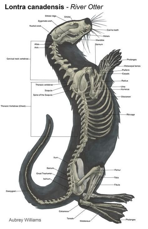 Lontra Canadensis (River Otter) skeletal system Animal Anatomy Art, Lion Anatomy, Animal Skeleton, Vet Medicine, Animal Skeletons, River Otter, Animal Anatomy, Animal Study, Animal Science