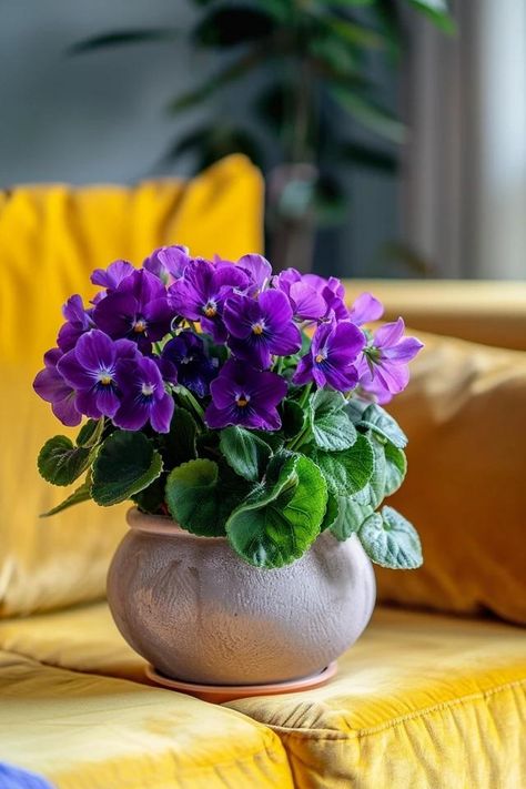 How To Water African Violets From The Top: Gentle Care African Violet Care, African Violets Plants, Violet Plant, Industrial Minimalist, Bohemian Coastal, Flower Company, New Roots, African Violet, Violet Flower