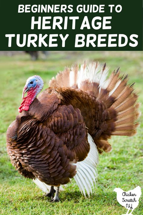 Turkey Breeds Chart, Narragansett Turkey, Heritage Breeds Livestock, Bourbon Red Turkey, Turkey Breeds, Bronze Turkey, Raising Turkeys, Turkey Farm, Birds For Sale