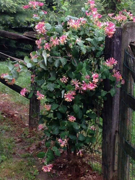 Trumpet honeysuckle with heavy dew climbing on split rail fence, will add rose hedge later Honeysuckle On Fence, Spiritual Gardening, Fence Gardens, Trumpet Honeysuckle, Gardening Notes, Rose Hedge, Drift Roses, Split Rail Fence, Arbors Trellis