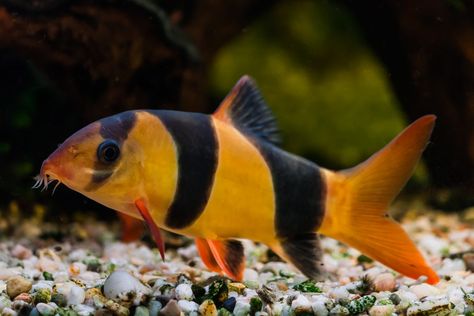 Clown Loach, Betta Tank Mates, Ikan Air Tawar, Tropical Fish Aquarium, Tropical Freshwater Fish, Betta Tank, African Cichlids, Fish Supplies, Beautiful Fish