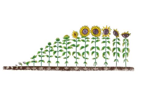 Sprout to Bloom: Your Sunflower Growing Guide Sunflower Growing, How To Grow Sunflowers, Grow Sunflowers, Growing Sunflowers, Beautiful Bouquets, Beautiful Bouquet, Beautiful Blooms, How To Grow, To Grow