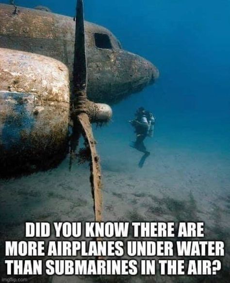 Bermuda Triangle, Fear Of Flying, Crush Memes, Vintage Aircraft, Disney Memes, Underwater Photography, In The Ocean, Really Funny Memes, Dad Jokes