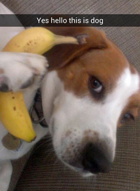 This dog taking a very important phone call. | 29 Things That Are Way More Important Than Work Right Now Funniest Snapchats, Dog Snapchats, Pocket Beagle, Snapchat Funny, A Banana, Funny Messages, Funny Animal Memes, Phone Call, Funny Animal Pictures