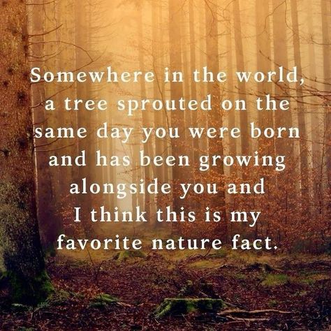 Nature Quotes, Growing Tree, Wonderful Words, Good Thoughts, Meaningful Quotes, Great Quotes, Beautiful Words, A Tree, Wisdom Quotes