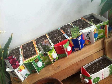 Reusing milk and juice cartons to start seeds | ecogreenlove Indoor Veggie Garden, Kids Garden Crafts, Garden Projects For Kids, Outdoor Learning Ideas, Kindergarten March, Seed Starters, Gardening Activities, Insect Activities, Juice Carton