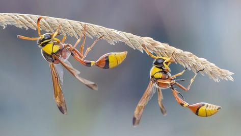 Hornet Sting: Symptoms, Reactions, and More Hornet Sting, Wasp Nest Removal, Wasp Removal, Wasp Nest, Iv Fluids, Types Of Insects, Bees And Wasps, Mosquito Bite, Allergic Reaction