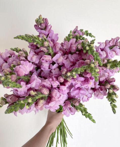 Lavender Snapdragon, Snapdragon Wedding, Fairytale Wedding Theme, Snapdragon Flowers, Annabelle Hydrangea, Hydrangea Bouquet Wedding, July Flowers, Dragon Wedding, Garden 2023