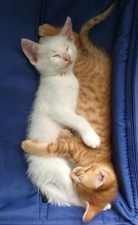 Cuddle buddies  Kitten brothers!  White & ginger White And Ginger Cat, Orange And White Cat, Ginger Kitten, Cat Language, Blonde Cat, Cat Cuddle, Cuddle Buddy, White Kittens, Fame Dr